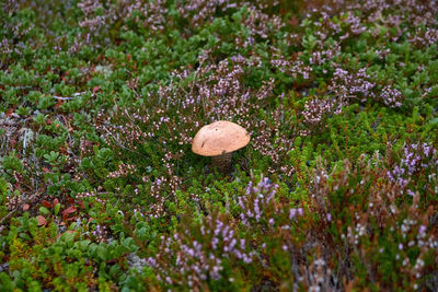 Orange-cap boletus mushroom in the tundra. summer, white sea russia