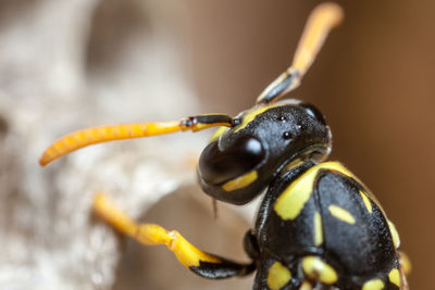 Female paper wasp building her nest