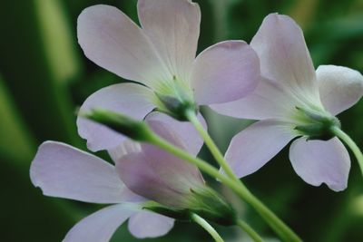 Close-up of white flowering plant