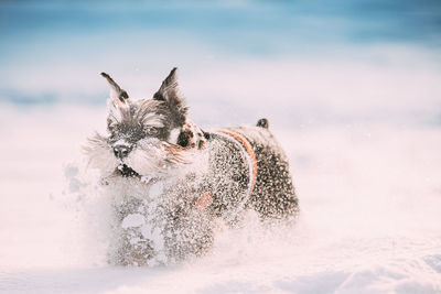 Dog standing on snow