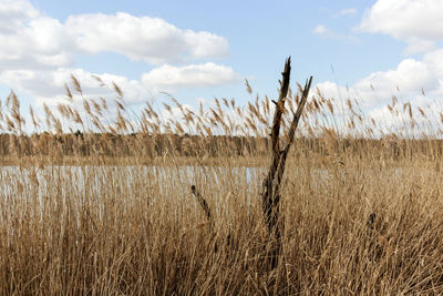 Grass on field against sky