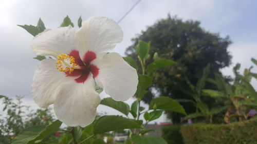 Close-up of white hibiscus blooming outdoors