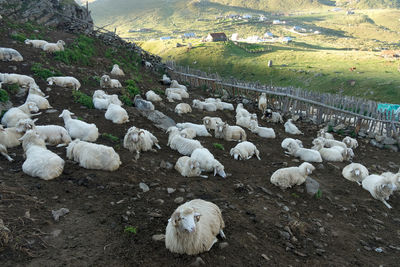 High angle view of sheep on farm