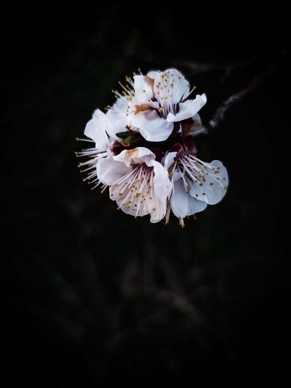 CLOSE-UP OF WHITE CHERRY BLOSSOM