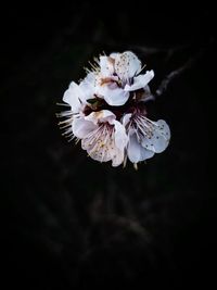 Close-up of white cherry blossom against black background