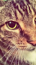 Close-up of cat