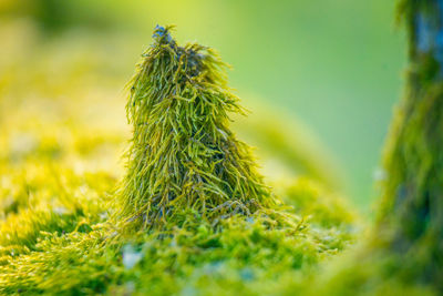 Beautiful spring plants growing in the northern europe forest.