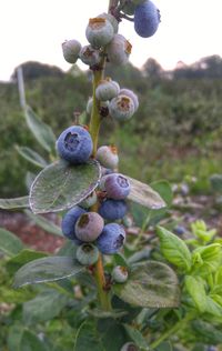 Close-up of grapes growing on tree