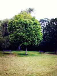Trees in park against sky