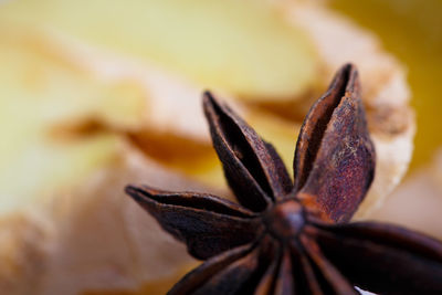 Close-up of flower