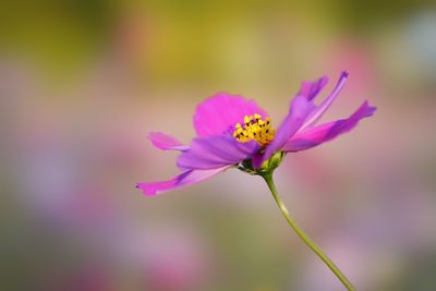 Close-up of pink flower