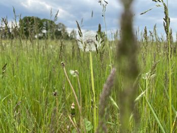 Close-up of grass on field against sky