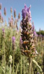 Close-up of cactus plant against sky