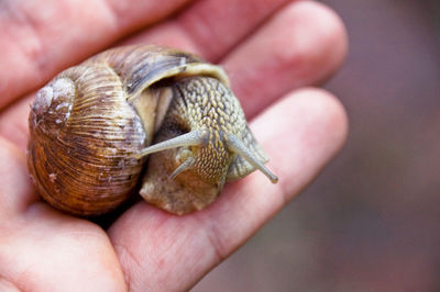 Cropped hand holding snail