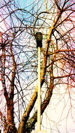 Low angle view of bare trees against sky