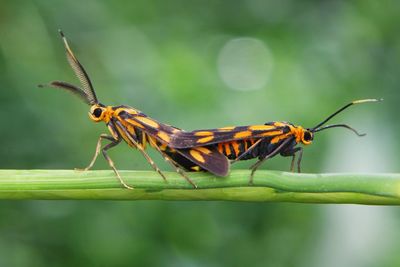 Close-up of insect on leaf