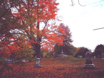 Trees in autumn