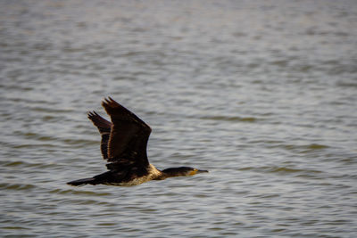 Bird flying over lake