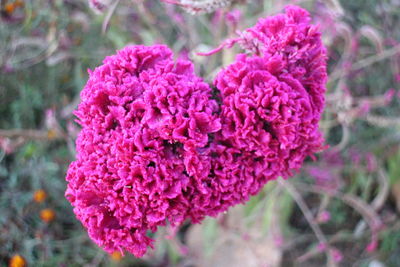 Close-up of pink flowers