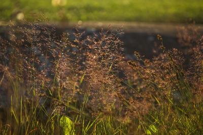 Close-up of plant growing on field