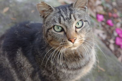 Close-up portrait of cat
