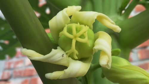 Close-up of yellow flowering plant