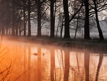 View of a lake in forest