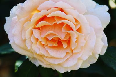 Close-up of pink rose