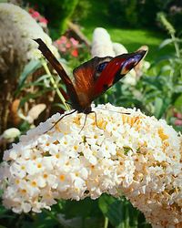 Close-up of butterfly pollinating on flower