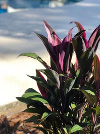 Close-up of pink flowering plant