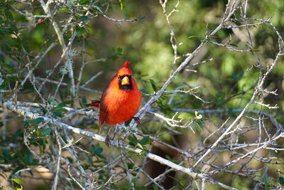 Close-up of bird perching on tree