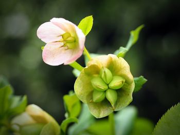 Close-up of flowering plant