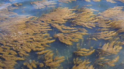 High angle view of sea and leaves