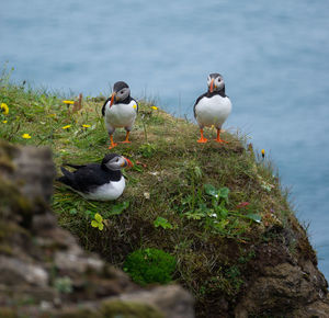 Birds in the lake