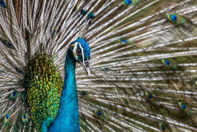 The exotic male peacock with his stunning feather	
