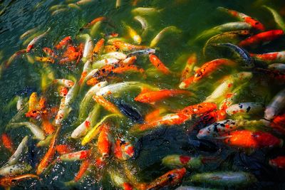 View of koi carps swimming in lake