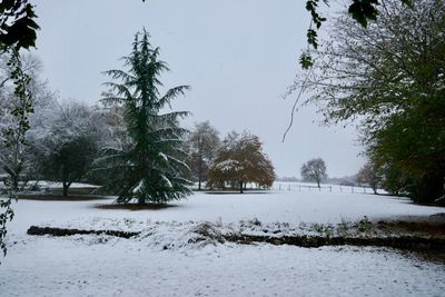 Trees on snow covered field against sky