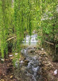 Stream flowing through forest