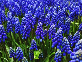 Close-up of purple flowers