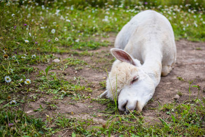 Close-up of white sheep on grass