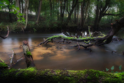 Scenic view of lake in forest