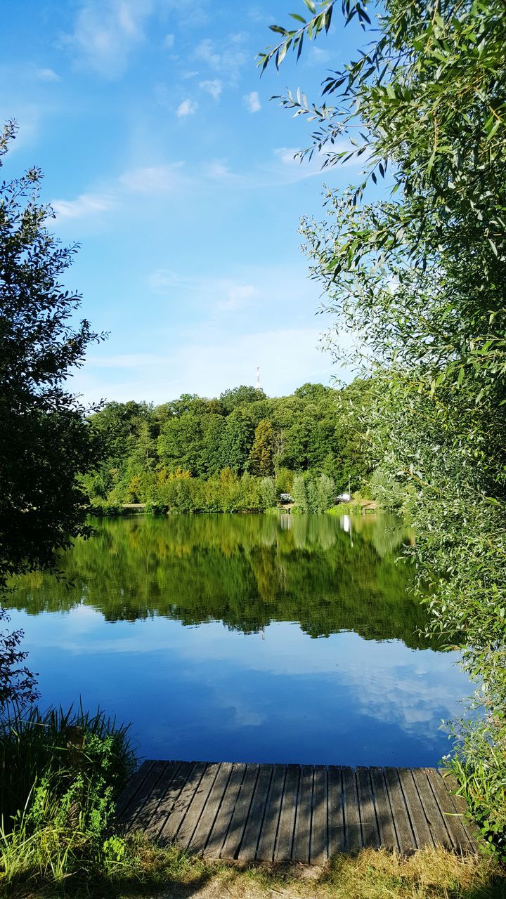 REFLECTION OF TREES ON WATER