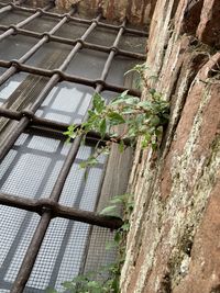 Low angle view of plants growing on wall