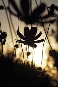 plant