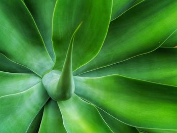 Full frame shot of green leaves