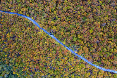 High angle view of autumn leaf on road