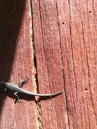 Close-up of lizard on wood
