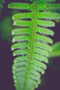 Close-up of wet leaf