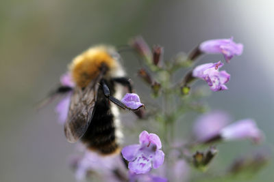 Close-up of bee pollinating on purple flower