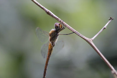 Close-up of dragonfly on twig